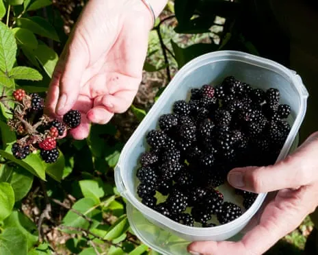 Seeking: Tasty Baked Goods to Utilize a Surplus of Homemade Jam